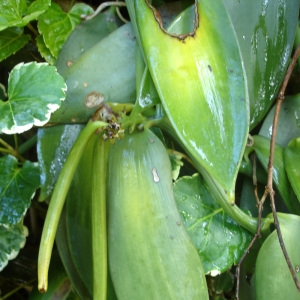 Vanilla planifolia Andrews (Vanille)