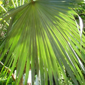 Thrinax radiata Griseb. (Palmier à balai)