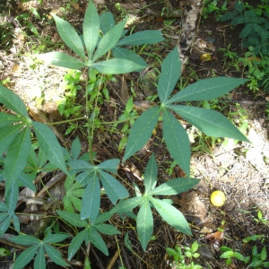 Manihot esculenta Crantz (Cassava)