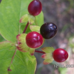 Photographie n°105451 du taxon Hypericum androsaemum L. [1753]