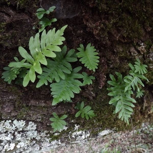 Photographie n°105456 du taxon Polypodium cambricum L. [1753]