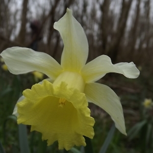 Photographie n°105463 du taxon Narcissus pseudonarcissus L. [1753]