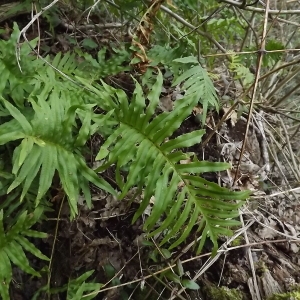 Photographie n°105469 du taxon Polypodium cambricum L. [1753]