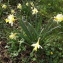  Florent Beck - Narcissus pseudonarcissus L. [1753]