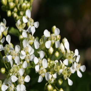 Jundzillia draba (L.) Andrz. (Cardaire drave)