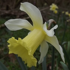 Photographie n°105489 du taxon Narcissus pseudonarcissus L. [1753]