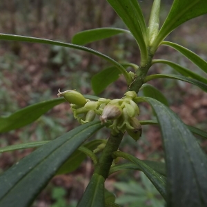 Photographie n°105491 du taxon Daphne laureola subsp. philippi (Gren.) Nyman [1881]