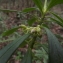  Florent Beck - Daphne laureola subsp. philippi (Gren.) Nyman [1881]