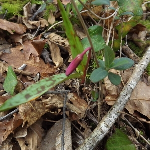 Photographie n°105495 du taxon Erythronium dens-canis L.