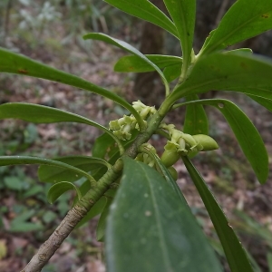 Photographie n°105503 du taxon Daphne laureola subsp. philippi (Gren.) Nyman [1881]