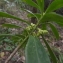  Florent Beck - Daphne laureola subsp. philippi (Gren.) Nyman [1881]