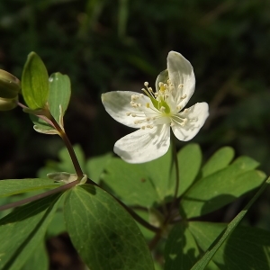 Photographie n°105505 du taxon Isopyrum thalictroides L. [1753]