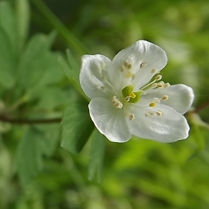 Photographie n°105508 du taxon Isopyrum thalictroides L. [1753]