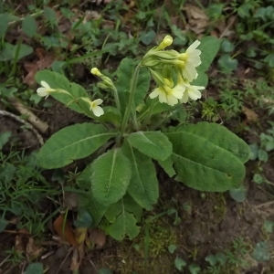 Photographie n°105516 du taxon Primula elatior (L.) Hill [1765]