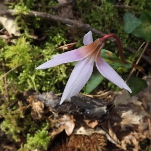 Photographie n°105521 du taxon Erythronium dens-canis L.