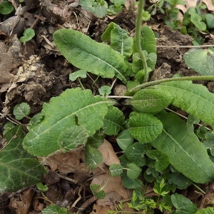 Photographie n°105523 du taxon Primula elatior (L.) Hill [1765]