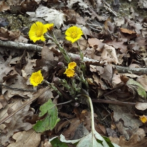 Photographie n°105528 du taxon Tussilago farfara L. [1753]