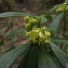  Florent Beck - Daphne laureola subsp. laureola