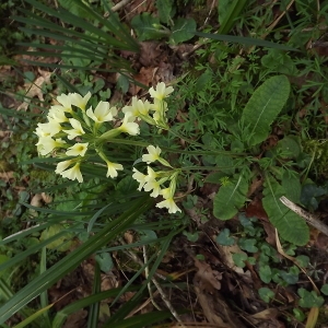 Photographie n°105534 du taxon Primula elatior (L.) Hill [1765]