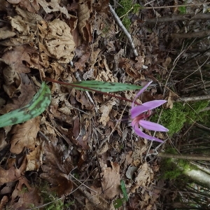 Photographie n°105535 du taxon Erythronium dens-canis L.