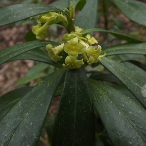 Photographie n°105538 du taxon Daphne laureola subsp. laureola