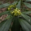  Florent Beck - Daphne laureola subsp. laureola