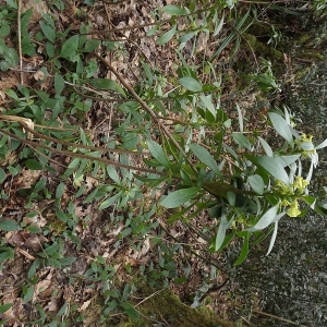 Photographie n°105539 du taxon Daphne laureola subsp. laureola