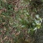  Florent Beck - Daphne laureola subsp. laureola