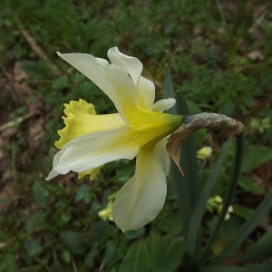 Photographie n°105551 du taxon Narcissus pseudonarcissus L. [1753]