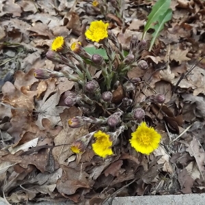 Photographie n°105554 du taxon Tussilago farfara L. [1753]