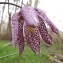  Florent Beck - Fritillaria meleagris L.