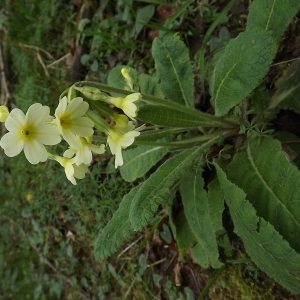 Photographie n°105573 du taxon Primula elatior (L.) Hill [1765]