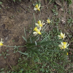 Photographie n°105574 du taxon Narcissus pseudonarcissus L. [1753]
