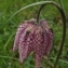  Florent Beck - Fritillaria meleagris L.