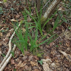 Photographie n°105590 du taxon Asphodelus albus Mill. [1768]