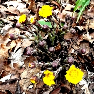 Photographie n°105595 du taxon Tussilago farfara L. [1753]