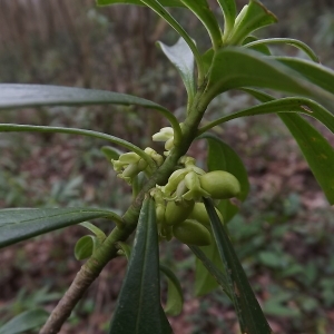  - Daphne laureola subsp. philippi (Gren.) Nyman [1881]