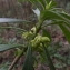  Florent Beck - Daphne laureola subsp. philippi (Gren.) Nyman [1881]