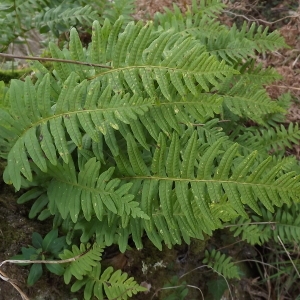 Photographie n°105600 du taxon Polypodium interjectum Shivas [1961]