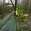  Florent Beck - Daphne laureola subsp. laureola
