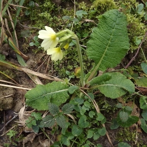 Photographie n°105614 du taxon Primula elatior (L.) Hill [1765]