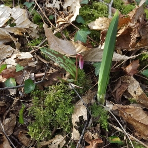 Photographie n°105616 du taxon Erythronium dens-canis L.