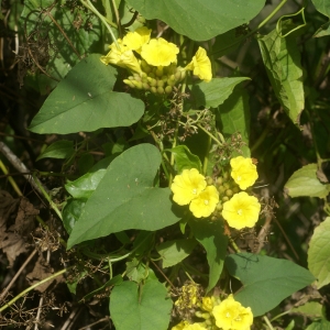 Photographie n°105619 du taxon Merremia umbellata (L.) Hallier