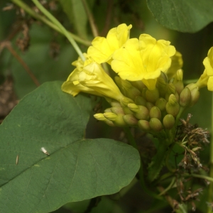 Photographie n°105620 du taxon Merremia umbellata (L.) Hallier