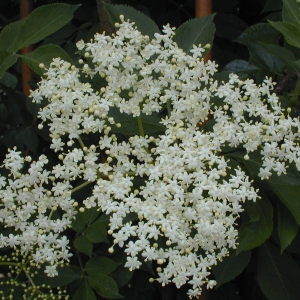 Photographie n°105646 du taxon Sambucus nigra L. [1753]