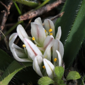 Allium columnae Bubani (Ail petit Moly)
