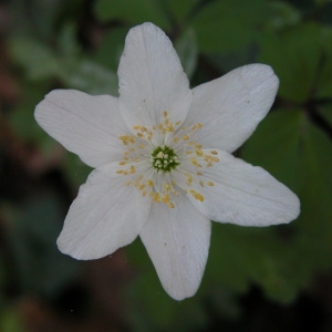 Photographie n°105682 du taxon Anemone nemorosa L. [1753]