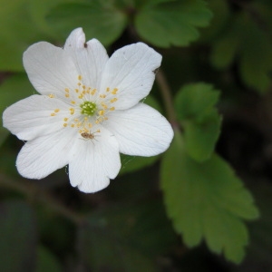 Photographie n°105683 du taxon Anemone nemorosa L. [1753]