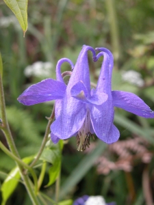 Annick Larbouillat, le 21 mai 2005 (Cambo-les-Bains (Bas Cambo))