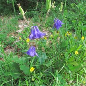 Photographie n°105707 du taxon Aquilegia vulgaris L.